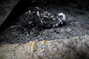 Egg Farm Fire Aftermath - Farm Transparency Project investigators visited the aftermath of a blaze that broke out on Tuesday at a Victorian egg farm. An estimated 45,000 layer hens, housed in a 'barn laid' system, perished in the inferno. - Captured at Kinross egg farm, Carisbrook VIC Australia.