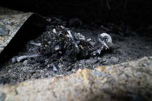 Egg Farm Fire Aftermath - Farm Transparency Project investigators visited the aftermath of a blaze that broke out on Tuesday at a Victorian egg farm. An estimated 45,000 layer hens, housed in a 'barn laid' system, perished in the inferno. - Captured at Kinross egg farm, Carisbrook VIC Australia.