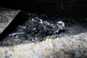 Egg Farm Fire Aftermath - Farm Transparency Project investigators visited the aftermath of a blaze that broke out on Tuesday at a Victorian egg farm. An estimated 45,000 layer hens, housed in a 'barn laid' system, perished in the inferno. - Captured at Kinross egg farm, Carisbrook VIC Australia.