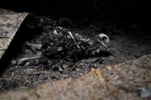 Egg Farm Fire Aftermath - Farm Transparency Project investigators visited the aftermath of a blaze that broke out on Tuesday at a Victorian egg farm. An estimated 45,000 layer hens, housed in a 'barn laid' system, perished in the inferno. - Captured at Kinross egg farm, Carisbrook VIC Australia.