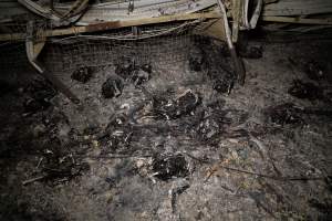 Egg Farm Fire Aftermath - Farm Transparency Project investigators visited the aftermath of a blaze that broke out on Tuesday at a Victorian egg farm. An estimated 45,000 layer hens, housed in a 'barn laid' system, perished in the inferno. - Captured at Kinross egg farm, Carisbrook VIC Australia.