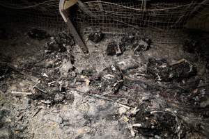 Egg Farm Fire Aftermath - Farm Transparency Project investigators visited the aftermath of a blaze that broke out on Tuesday at a Victorian egg farm. An estimated 45,000 layer hens, housed in a 'barn laid' system, perished in the inferno. - Captured at Kinross egg farm, Carisbrook VIC Australia.