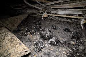 Egg Farm Fire Aftermath - Farm Transparency Project investigators visited the aftermath of a blaze that broke out on Tuesday at a Victorian egg farm. An estimated 45,000 layer hens, housed in a 'barn laid' system, perished in the inferno. - Captured at Kinross egg farm, Carisbrook VIC Australia.