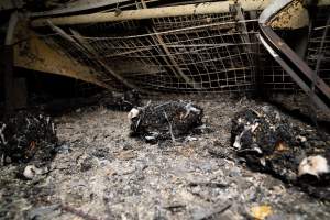 Egg Farm Fire Aftermath - Farm Transparency Project investigators visited the aftermath of a blaze that broke out on Tuesday at a Victorian egg farm. An estimated 45,000 layer hens, housed in a 'barn laid' system, perished in the inferno. - Captured at Kinross egg farm, Carisbrook VIC Australia.