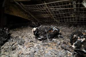 Egg Farm Fire Aftermath - Farm Transparency Project investigators visited the aftermath of a blaze that broke out on Tuesday at a Victorian egg farm. An estimated 45,000 layer hens, housed in a 'barn laid' system, perished in the inferno. - Captured at Kinross egg farm, Carisbrook VIC Australia.