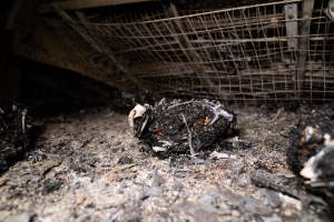 Egg Farm Fire Aftermath - Farm Transparency Project investigators visited the aftermath of a blaze that broke out on Tuesday at a Victorian egg farm. An estimated 45,000 layer hens, housed in a 'barn laid' system, perished in the inferno. - Captured at Kinross egg farm, Carisbrook VIC Australia.