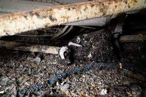 Egg Farm Fire Aftermath - Farm Transparency Project investigators visited the aftermath of a blaze that broke out on Tuesday at a Victorian egg farm. An estimated 45,000 layer hens, housed in a 'barn laid' system, perished in the inferno. - Captured at Kinross egg farm, Carisbrook VIC Australia.