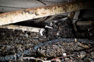 Egg Farm Fire Aftermath - Farm Transparency Project investigators visited the aftermath of a blaze that broke out on Tuesday at a Victorian egg farm. An estimated 45,000 layer hens, housed in a 'barn laid' system, perished in the inferno. - Captured at Kinross egg farm, Carisbrook VIC Australia.