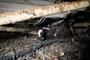 Egg Farm Fire Aftermath - Farm Transparency Project investigators visited the aftermath of a blaze that broke out on Tuesday at a Victorian egg farm. An estimated 45,000 layer hens, housed in a 'barn laid' system, perished in the inferno. - Captured at Kinross egg farm, Carisbrook VIC Australia.