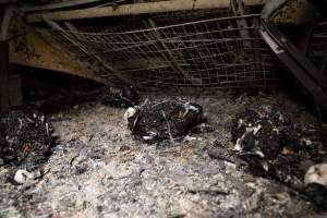 Egg Farm Fire Aftermath - Farm Transparency Project investigators visited the aftermath of a blaze that broke out on Tuesday at a Victorian egg farm. An estimated 45,000 layer hens, housed in a 'barn laid' system, perished in the inferno. - Captured at Kinross egg farm, Carisbrook VIC Australia.