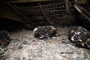 Egg Farm Fire Aftermath - Farm Transparency Project investigators visited the aftermath of a blaze that broke out on Tuesday at a Victorian egg farm. An estimated 45,000 layer hens, housed in a 'barn laid' system, perished in the inferno. - Captured at Kinross egg farm, Carisbrook VIC Australia.