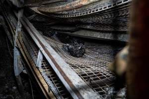 Egg Farm Fire Aftermath - Farm Transparency Project investigators visited the aftermath of a blaze that broke out on Tuesday at a Victorian egg farm. An estimated 45,000 layer hens, housed in a 'barn laid' system, perished in the inferno. - Captured at Kinross egg farm, Carisbrook VIC Australia.