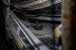 Egg Farm Fire Aftermath - Farm Transparency Project investigators visited the aftermath of a blaze that broke out on Tuesday at a Victorian egg farm. An estimated 45,000 layer hens, housed in a 'barn laid' system, perished in the inferno. - Captured at Kinross egg farm, Carisbrook VIC Australia.