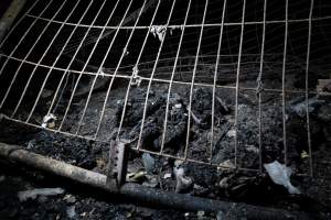 Egg Farm Fire Aftermath - Farm Transparency Project investigators visited the aftermath of a blaze that broke out on Tuesday at a Victorian egg farm. An estimated 45,000 layer hens, housed in a 'barn laid' system, perished in the inferno. - Captured at Kinross egg farm, Carisbrook VIC Australia.