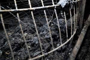 Egg Farm Fire Aftermath - Farm Transparency Project investigators visited the aftermath of a blaze that broke out on Tuesday at a Victorian egg farm. An estimated 45,000 layer hens, housed in a 'barn laid' system, perished in the inferno. - Captured at Kinross egg farm, Carisbrook VIC Australia.