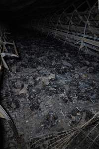 Egg Farm Fire Aftermath - Farm Transparency Project investigators visited the aftermath of a blaze that broke out on Tuesday at a Victorian egg farm. An estimated 45,000 layer hens, housed in a 'barn laid' system, perished in the inferno. - Captured at Kinross egg farm, Carisbrook VIC Australia.