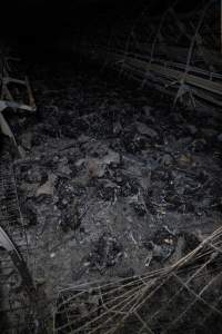 Egg Farm Fire Aftermath - Farm Transparency Project investigators visited the aftermath of a blaze that broke out on Tuesday at a Victorian egg farm. An estimated 45,000 layer hens, housed in a 'barn laid' system, perished in the inferno. - Captured at Kinross egg farm, Carisbrook VIC Australia.