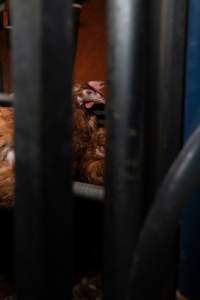 Barn-laid egg farm identical to the one burned - Farm Transparency Project investigators visited the aftermath of a blaze that broke out on Tuesday at a Victorian egg farm. An estimated 45,000 layer hens, housed in a 'barn laid' system, perished in the inferno. The neighbouring shed uses the same system, so depicts what the shed looked like before it burned. - Captured at Kinross egg farm, Carisbrook VIC Australia.