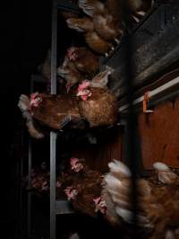 Barn-laid egg farm identical to the one burned - Farm Transparency Project investigators visited the aftermath of a blaze that broke out on Tuesday at a Victorian egg farm. An estimated 45,000 layer hens, housed in a 'barn laid' system, perished in the inferno. The neighbouring shed uses the same system, so depicts what the shed looked like before it burned. - Captured at Kinross egg farm, Carisbrook VIC Australia.