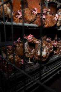 Barn-laid egg farm identical to the one burned - Farm Transparency Project investigators visited the aftermath of a blaze that broke out on Tuesday at a Victorian egg farm. An estimated 45,000 layer hens, housed in a 'barn laid' system, perished in the inferno. The neighbouring shed uses the same system, so depicts what the shed looked like before it burned. - Captured at Kinross egg farm, Carisbrook VIC Australia.