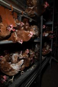 Barn-laid egg farm identical to the one burned - Farm Transparency Project investigators visited the aftermath of a blaze that broke out on Tuesday at a Victorian egg farm. An estimated 45,000 layer hens, housed in a 'barn laid' system, perished in the inferno. The neighbouring shed uses the same system, so depicts what the shed looked like before it burned. - Captured at Kinross egg farm, Carisbrook VIC Australia.