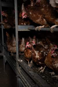 Barn-laid egg farm identical to the one burned - Farm Transparency Project investigators visited the aftermath of a blaze that broke out on Tuesday at a Victorian egg farm. An estimated 45,000 layer hens, housed in a 'barn laid' system, perished in the inferno. The neighbouring shed uses the same system, so depicts what the shed looked like before it burned. - Captured at Kinross egg farm, Carisbrook VIC Australia.