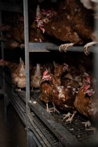 Barn-laid egg farm identical to the one burned - Farm Transparency Project investigators visited the aftermath of a blaze that broke out on Tuesday at a Victorian egg farm. An estimated 45,000 layer hens, housed in a 'barn laid' system, perished in the inferno. The neighbouring shed uses the same system, so depicts what the shed looked like before it burned. - Captured at Kinross egg farm, Carisbrook VIC Australia.