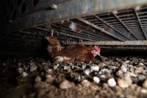 Egg Farm Fire Aftermath - Captured at Kinross egg farm, Carisbrook VIC Australia.