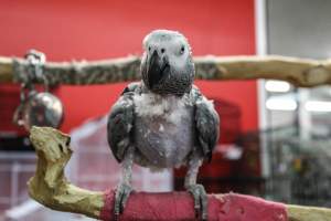 Birds By Joe - Photos taken at Birds By Joe, a breeder/seller of exotic birds in New Jersey. The owner has allegedly sold endangered species of birds, which is illegal in the state of New Jersey, especially considering those birds probably crossed state lines.