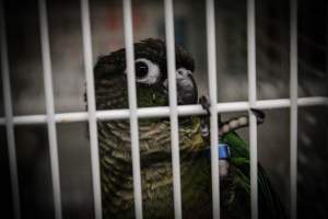 Birds By Joe - Photos taken at Birds By Joe, a breeder/seller of exotic birds in New Jersey. The owner has allegedly sold endangered species of birds, which is illegal in the state of New Jersey, especially considering those birds probably crossed state lines.