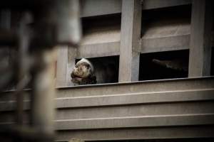 Trenton Halal Packing - Photos taken August 3rd, 2020 at around 7AM while goats and sheep were being unloaded to their deaths. - Captured at Trenton Halal Packing, Trenton NJ United States.