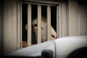 Trenton Halal Packing - Photos taken August 3rd, 2020 at around 7AM while goats and sheep were being unloaded to their deaths. - Captured at Trenton Halal Packing, Trenton NJ United States.