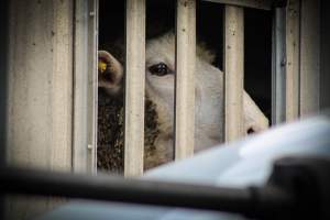 Trenton Halal Packing - Photos taken August 3rd, 2020 at around 7AM while goats and sheep were being unloaded to their deaths. - Captured at Trenton Halal Packing, Trenton NJ United States.