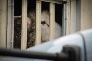 Trenton Halal Packing - Photos taken August 3rd, 2020 at around 7AM while goats and sheep were being unloaded to their deaths. - Captured at Trenton Halal Packing, Trenton NJ United States.