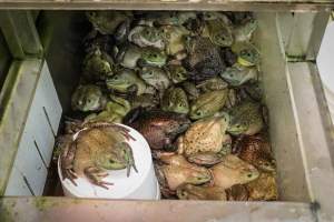 CW Seafood and Meat Market - Photos taken at CW Seafood and Meat Market, a place that illegally sells Bullfrogs and Turtles for slaughter.