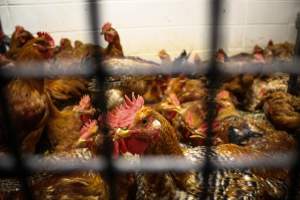 Honest (Silverio) Live Poultry - Photos taken at Honest Live Poultry (AKA Silverio Live Poultry)
- Captured at Silverio Live Poultry, Franklin Township NJ United States.