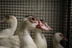 Honest (Silverio) Live Poultry - Photos taken at Honest Live Poultry (AKA Silverio Live Poultry)
 - Captured at Silverio Live Poultry, Franklin Township NJ United States.