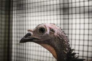 Honest (Silverio) Live Poultry - Photos taken at Honest Live Poultry (AKA Silverio Live Poultry)
- Captured at Silverio Live Poultry, Franklin Township NJ United States.