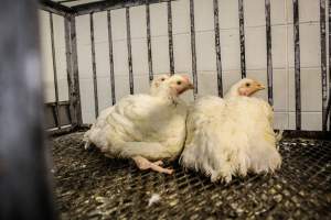 Honest (Silverio) Live Poultry - Photos taken at Honest Live Poultry (AKA Silverio Live Poultry)
- Captured at Silverio Live Poultry, Franklin Township NJ United States.