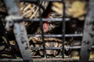 Honest (Silverio) Live Poultry - Photos taken at Honest Live Poultry (AKA Silverio Live Poultry)
- Captured at Silverio Live Poultry, Franklin Township NJ United States.