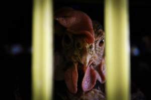 Honest (Silverio) Live Poultry - Photos taken at Honest Live Poultry (AKA Silverio Live Poultry)
- Captured at Silverio Live Poultry, Franklin Township NJ United States.