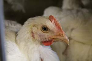 Honest (Silverio) Live Poultry - Photos taken at Honest Live Poultry (AKA Silverio Live Poultry)
- Captured at Silverio Live Poultry, Franklin Township NJ United States.