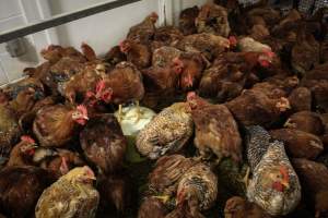 Honest (Silverio) Live Poultry - Photos taken at Honest Live Poultry (AKA Silverio Live Poultry)
- Captured at Silverio Live Poultry, Franklin Township NJ United States.