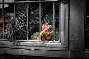 Kikiriki Live Poultry - Photos taken during the 2021 Thanksgiving Vigil outside of Kikiriki Live Poultry. - Captured at Kikiriki Live Poultry Inc, NY United States.