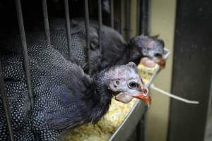 Kikiriki Live Poultry - Photos taken during the 2021 Thanksgiving Vigil outside of Kikiriki Live Poultry. - Captured at Kikiriki Live Poultry Inc, NY United States.