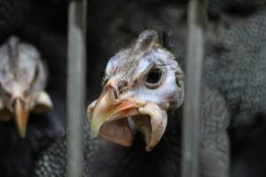 Kikiriki Live Poultry - Photos taken during the 2021 Thanksgiving Vigil outside of Kikiriki Live Poultry. - Captured at Kikiriki Live Poultry Inc, NY United States.