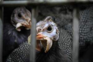 Kikiriki Live Poultry - Photos taken during the 2021 Thanksgiving Vigil outside of Kikiriki Live Poultry. - Captured at Kikiriki Live Poultry Inc, NY United States.