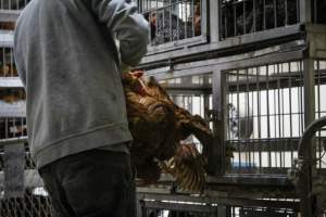 Kikiriki Live Poultry - Photos taken during the 2021 Thanksgiving Vigil outside of Kikiriki Live Poultry. - Captured at Kikiriki Live Poultry Inc, NY United States.