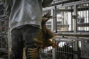 Kikiriki Live Poultry - Photos taken during the 2021 Thanksgiving Vigil outside of Kikiriki Live Poultry. - Captured at Kikiriki Live Poultry Inc, NY United States.