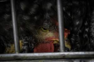 Kikiriki Live Poultry - Photos taken during the 2021 Thanksgiving Vigil outside of Kikiriki Live Poultry. - Captured at Kikiriki Live Poultry Inc, NY United States.